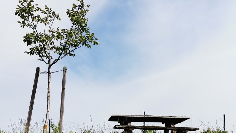A small tree next to a wooden table on a hill under a blue sky.