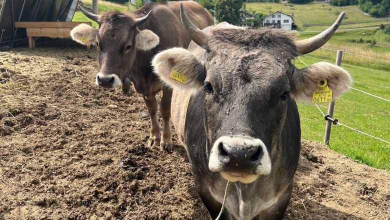 Two cows stand in front of a shelter on a farm, surrounded by green meadows and trees.