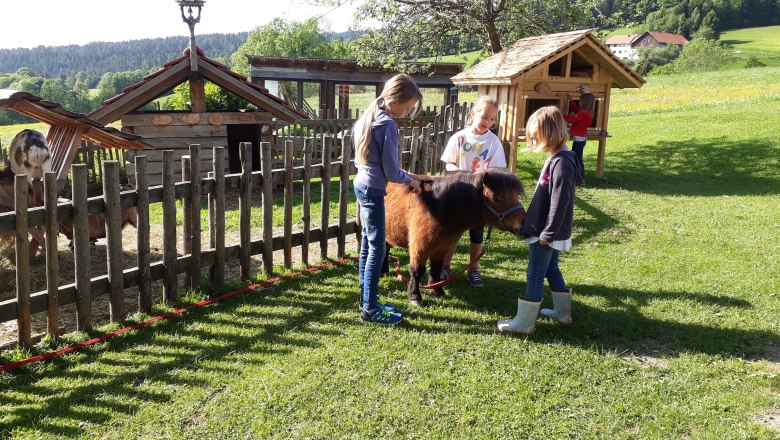 Children stroking a pony in a meadow next to a wooden fence.