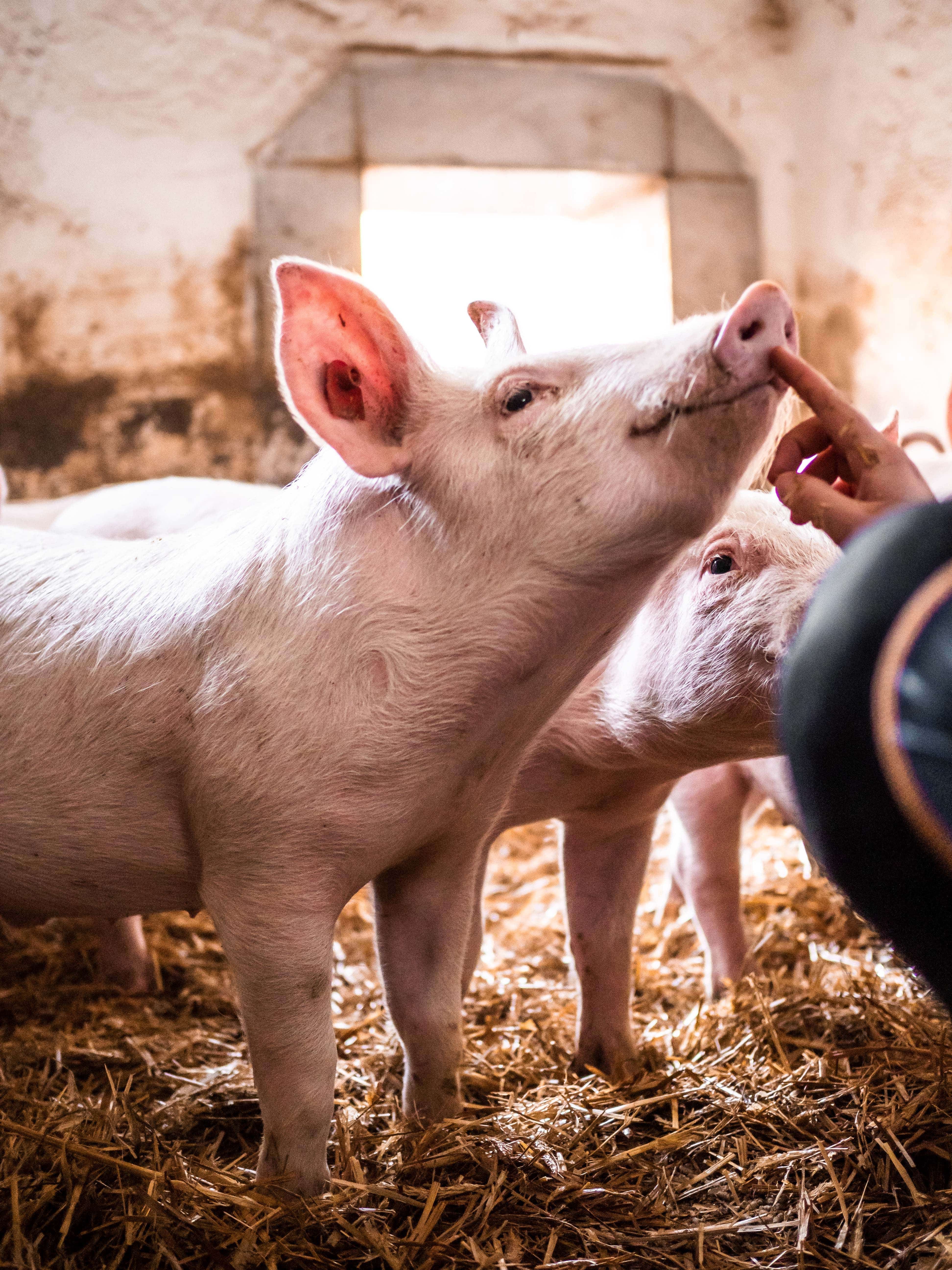 Pigs are standing on straw in a stable, one is being stroked on the snout.