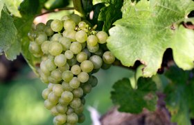 Close-up of a green bunch of grapes on a vine with green leaves.