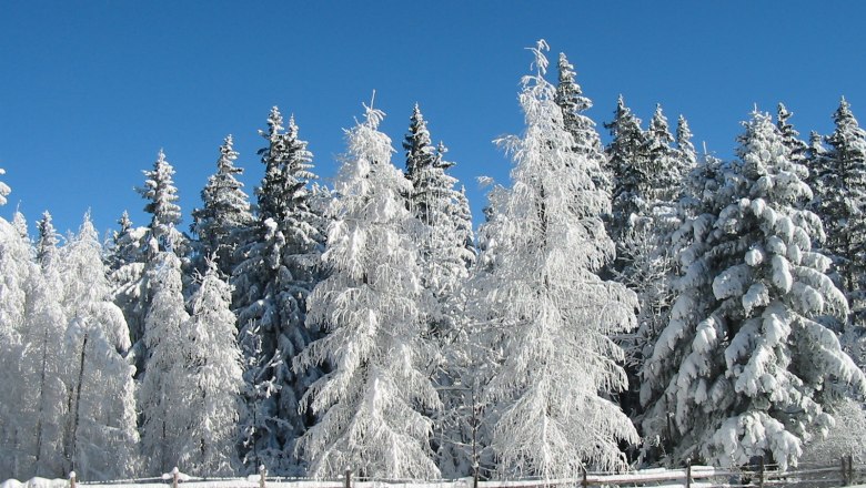 Snow-covered forest in the Hohe Wand Nature Park with a blue sky.