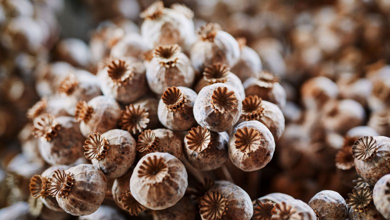 Close-up of dried poppy capsules.
