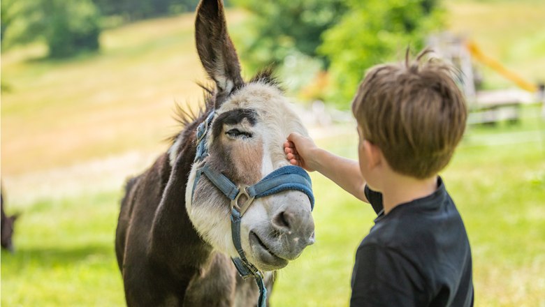 A boy stroking a donkey in a meadow.