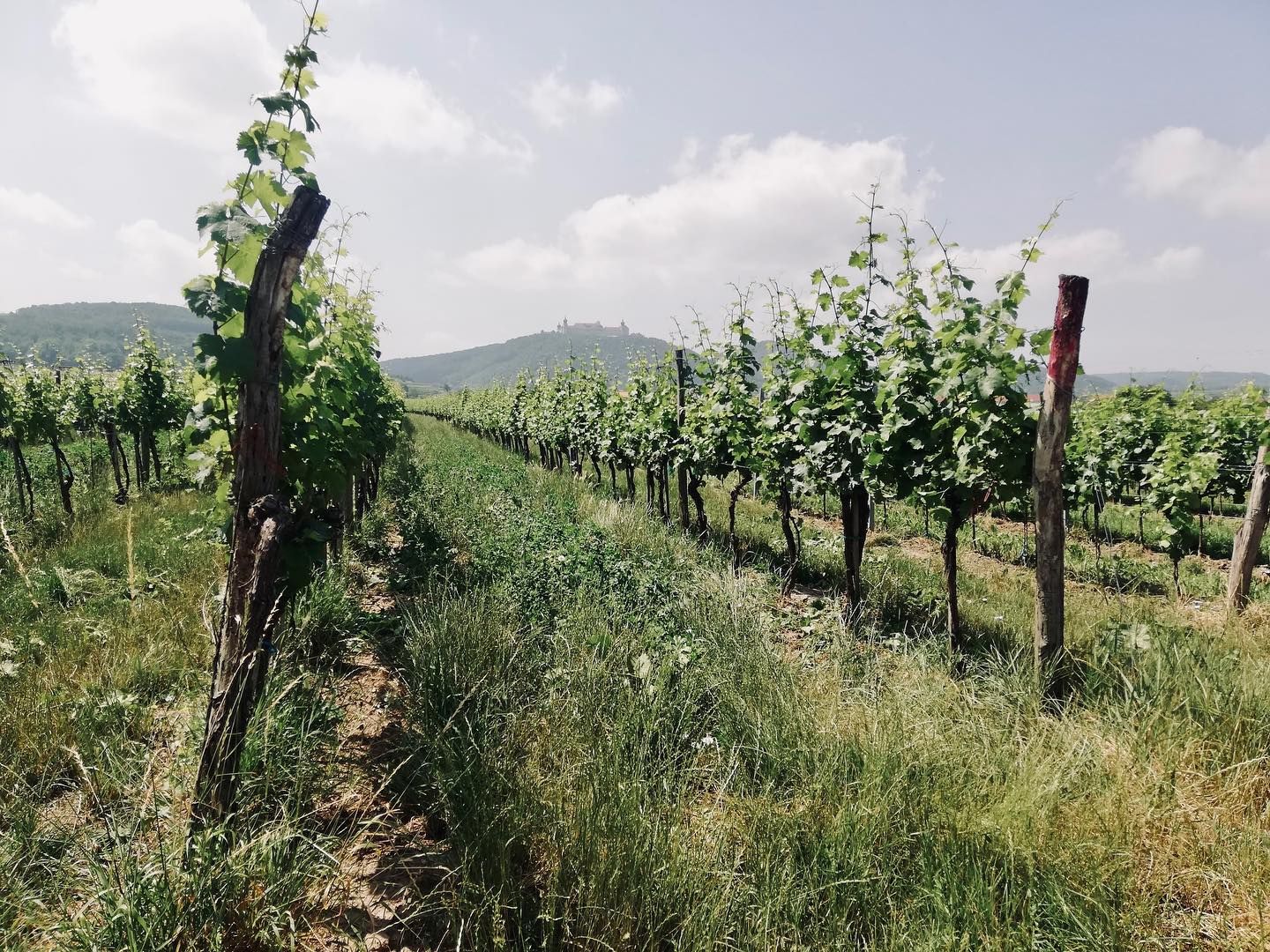 Vineyard before Göttweig
