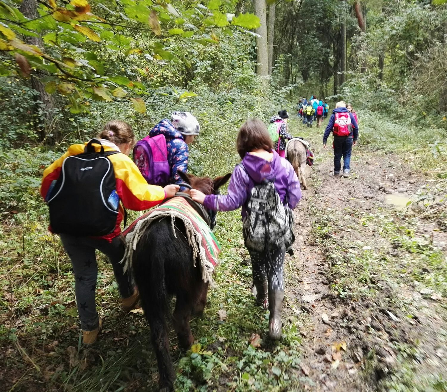Children with rucksacks lead ponies through a forest path.