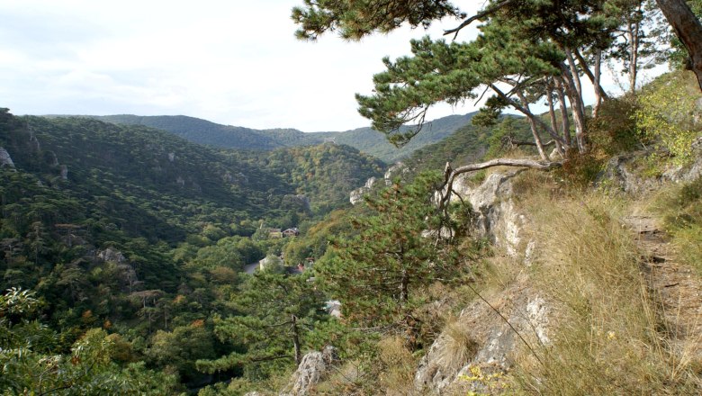 View of wooded hills in the Föhrenberge Nature Park with pine trees in the foreground.