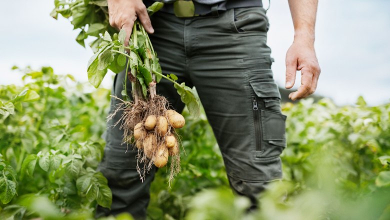 Person holding freshly harvested potato plant in a field.