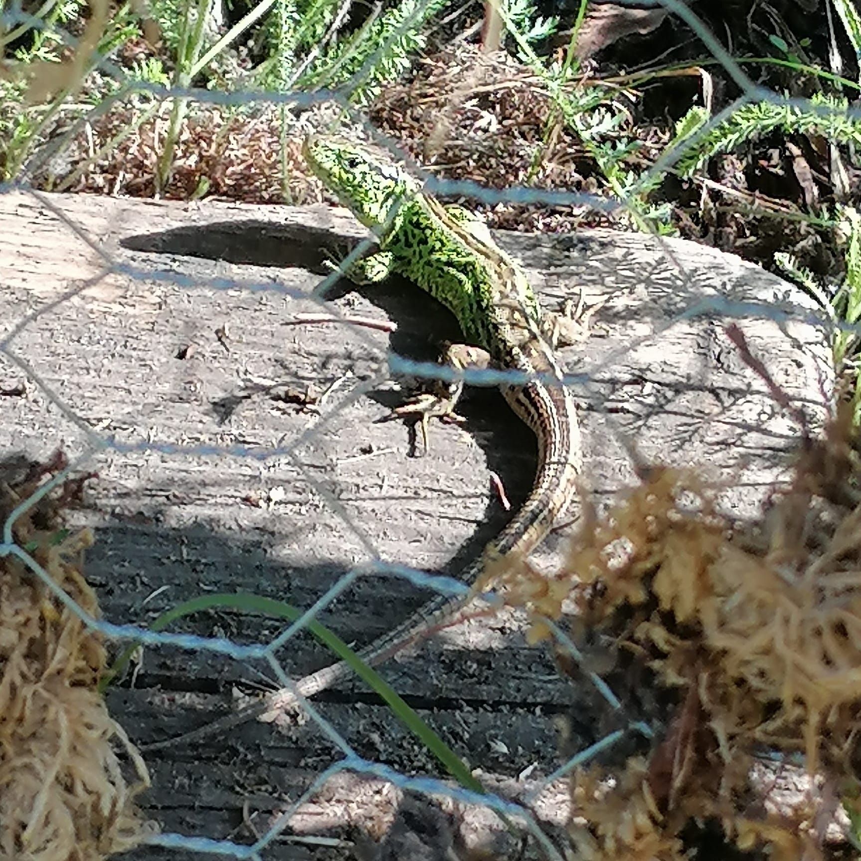 A green lizard sunbathes on a piece of wood behind a wire fence.