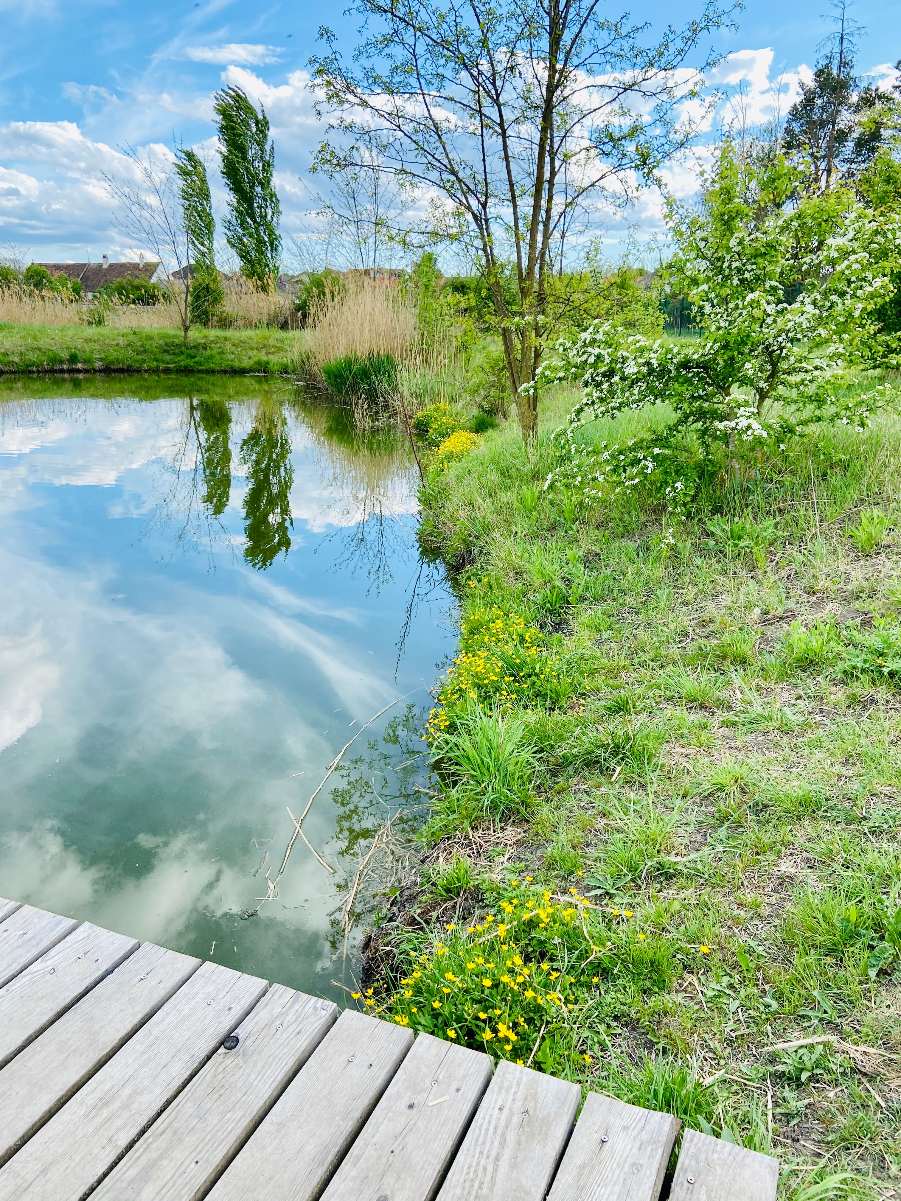 A pond with a wooden footbridge, surrounded by green vegetation and blossoming trees under a blue sky.