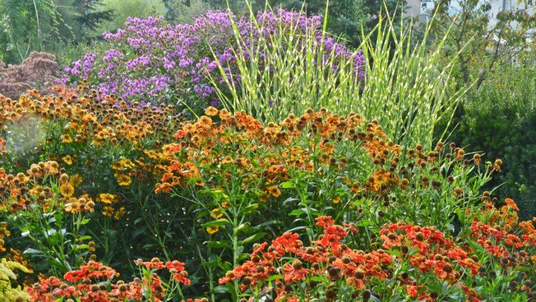 A colorful garden with orange and purple flowers in late summer.