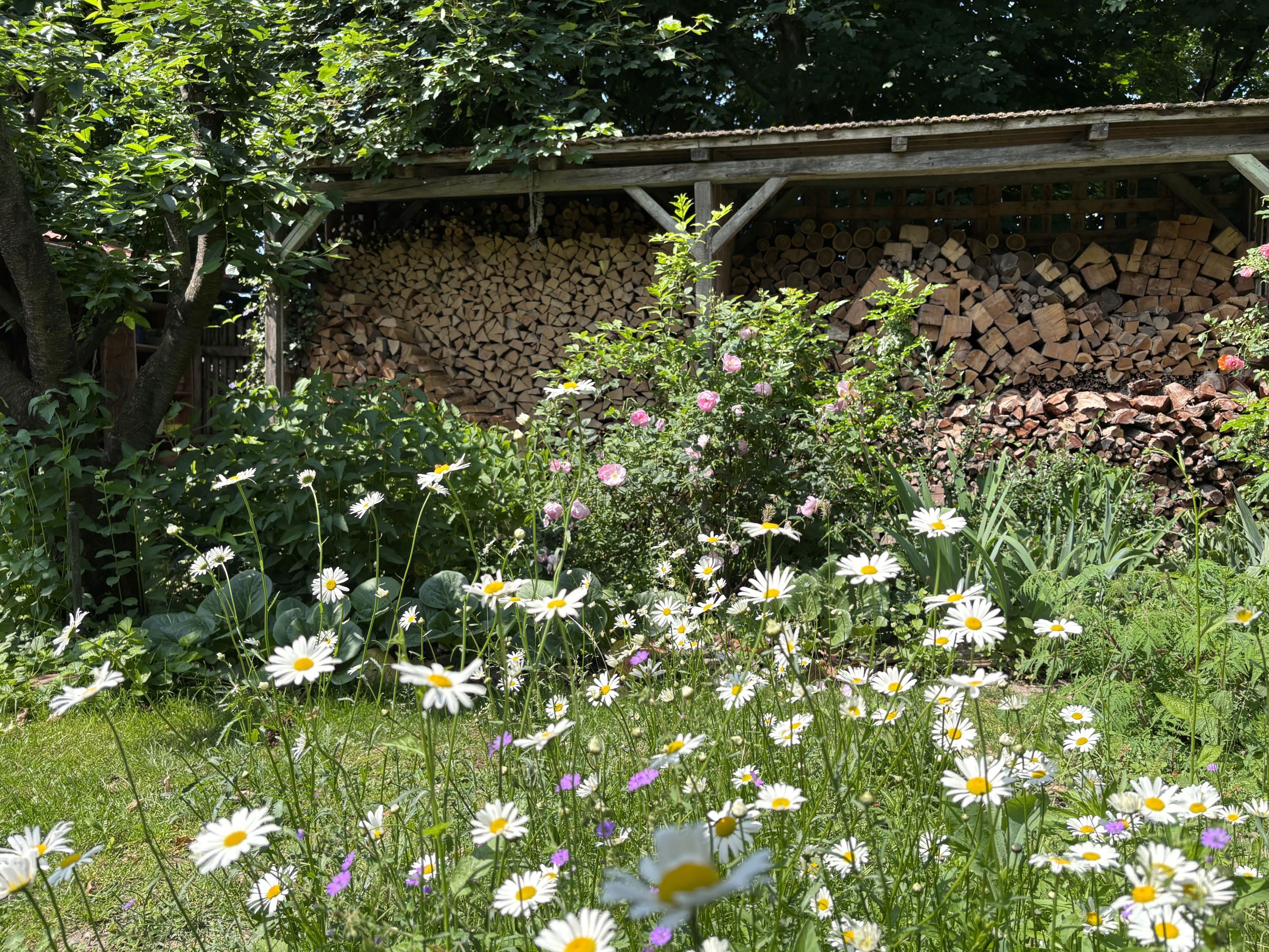 A blooming garden with daisies and a pile of wood in the background.