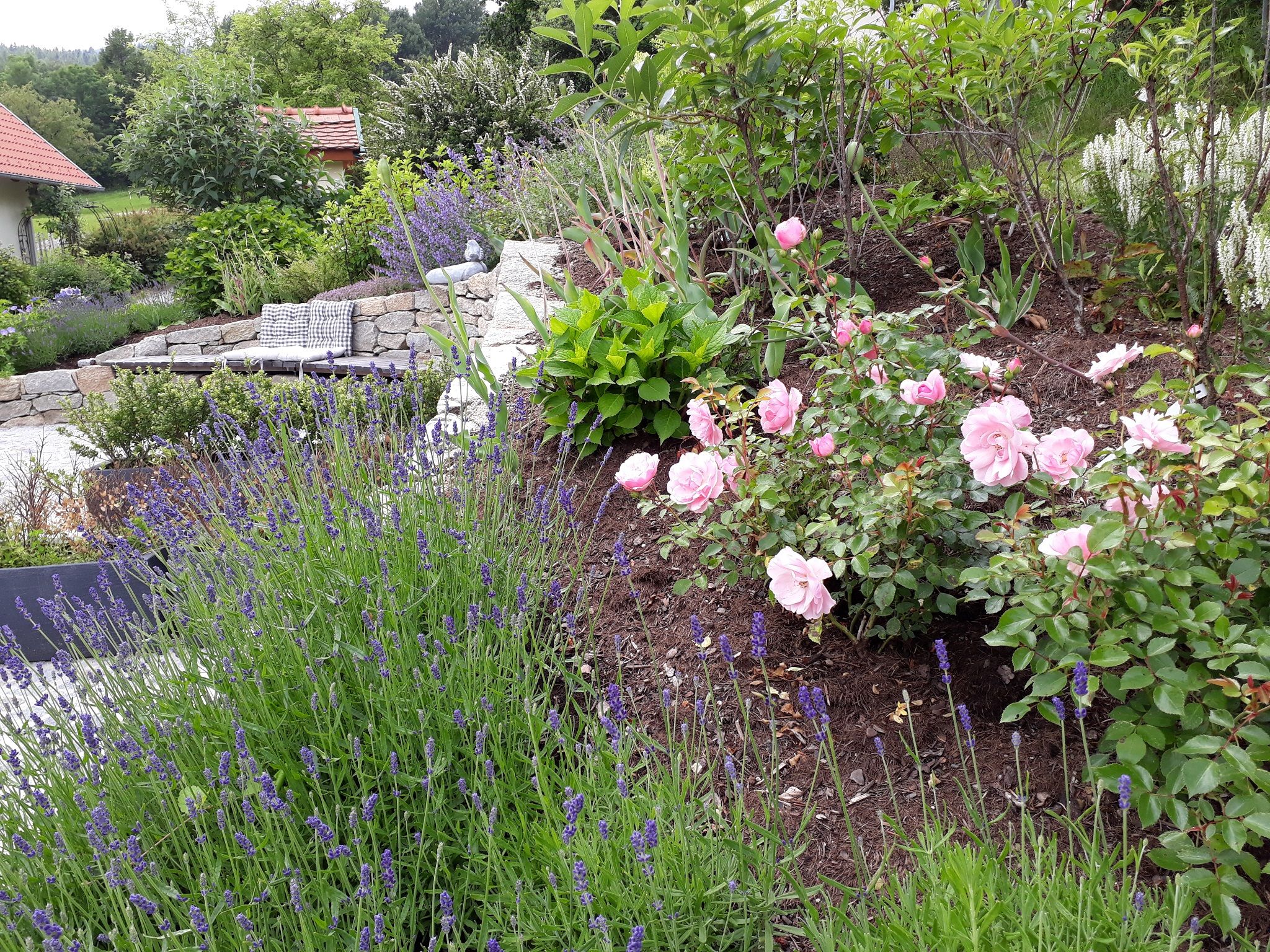 A garden with blooming lavender and pink roses, in the background a stone bench with cushions.