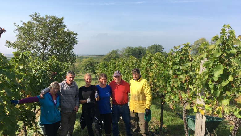 hand-picked at the Maringer winery, &copy; Johannes Maringer