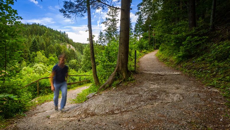 A hiking trail in the forest with a blurred hiker in the foreground.