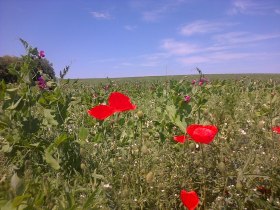 Durch Felder Wandern, Nexing, &copy; Franz Marschler