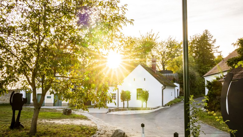 Rays of sunshine through trees in the Sitzendorf wine cellar lane.