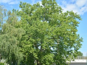 Ahornblattrige Platane, &copy; Donau Nieder&ouml;sterreich - Kamptal-Wagram-Tullner Donauraum