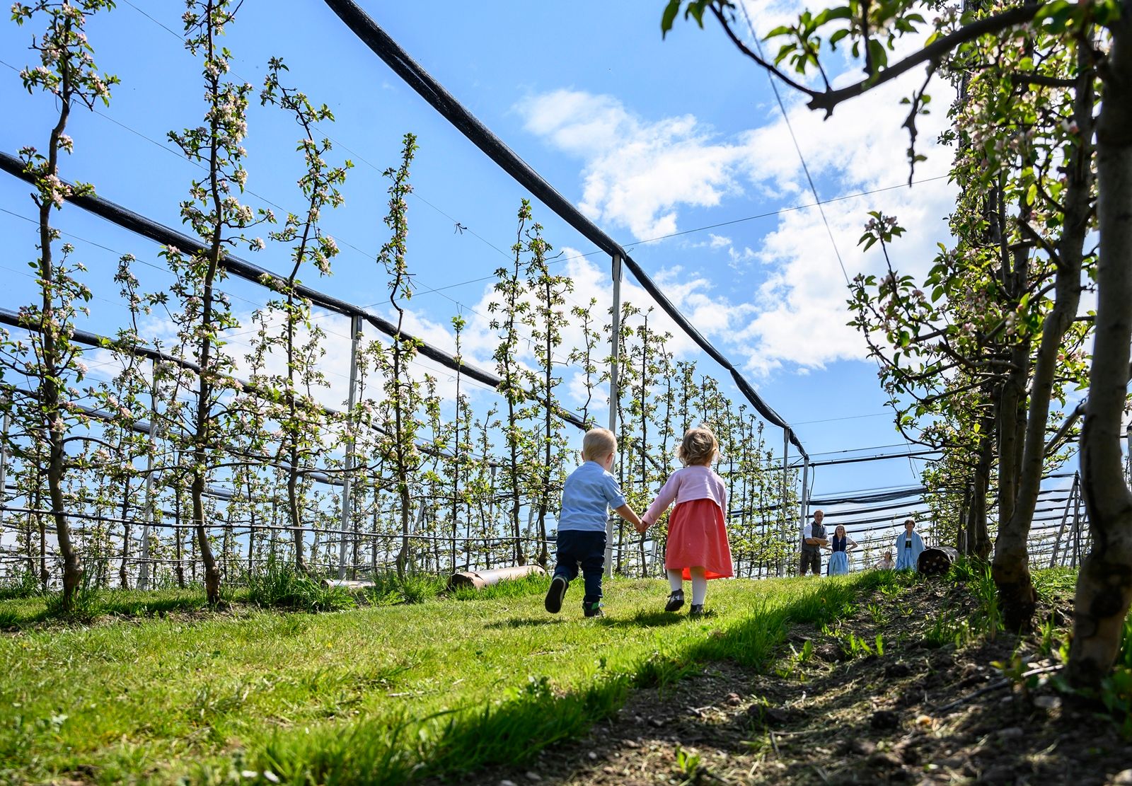 Two children walk hand in hand through an orchard with blossoming trees under a blue sky.