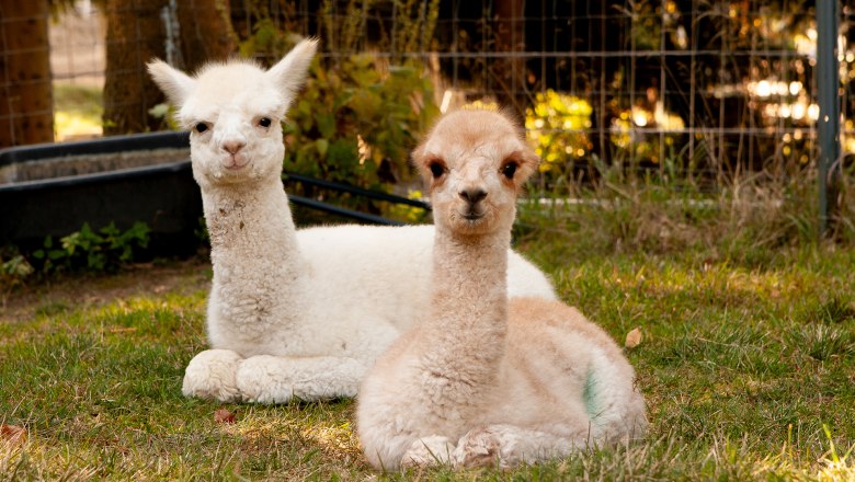 Freddy and Ilvy, © Alpakagarten Texingtal