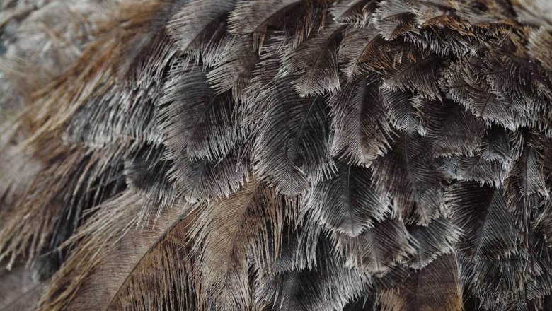 Ebner Ostrich Farm, &copy; Moststra&szlig;e, dochbodnliacht