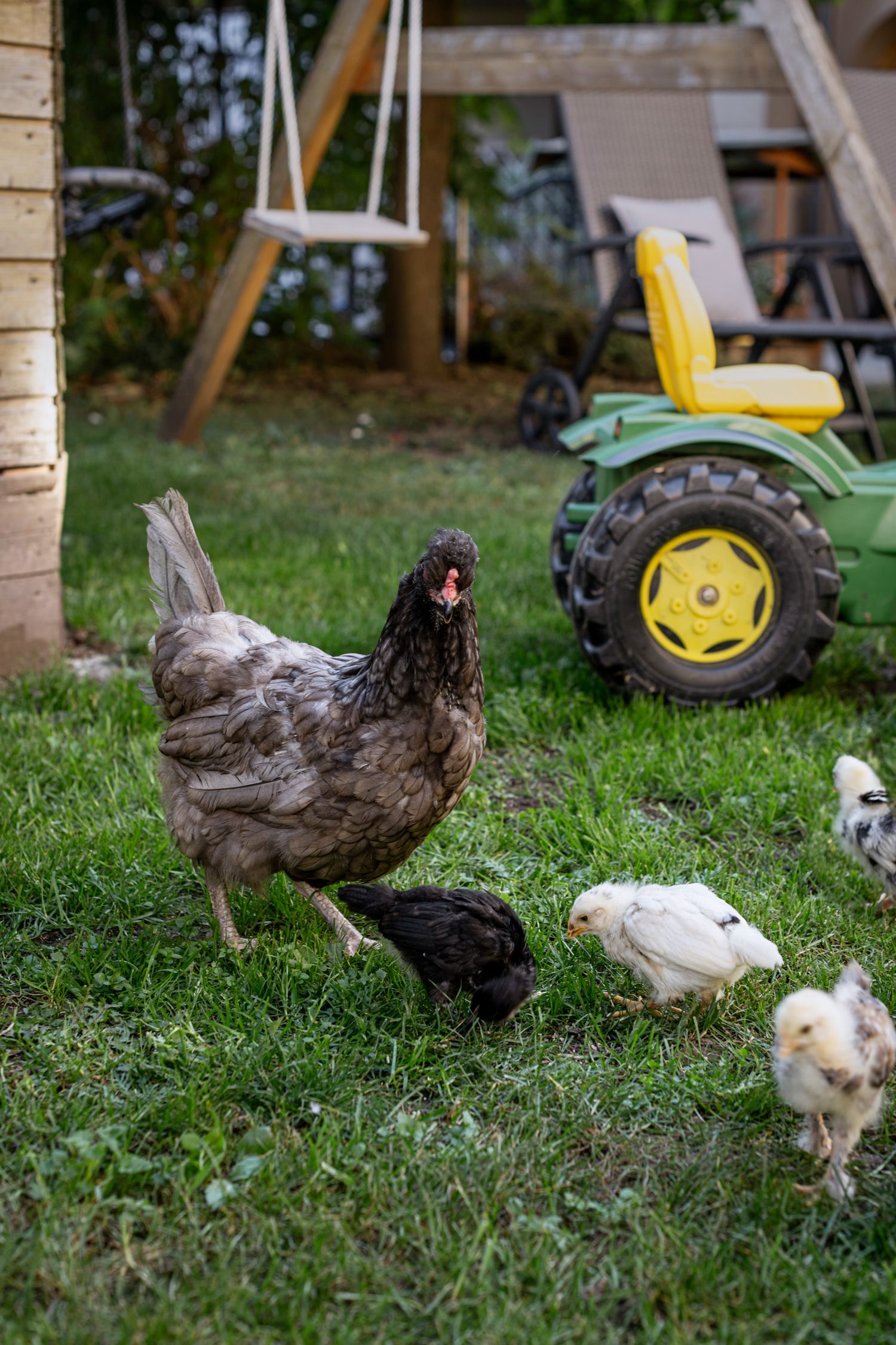 Hens and chicks in a meadow with a toy tractor in the background.