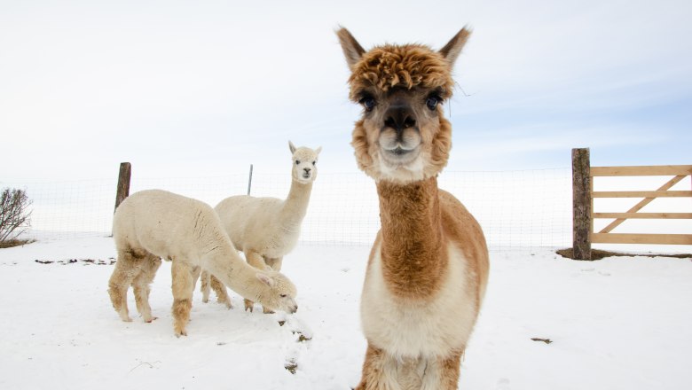 Three alpacas in the snow on a farm with a wooden fence and wire fence in the background.