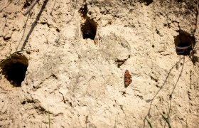 _R2A1377, &copy; Region Wagram