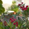 A cozy garden area with green chairs and tables, surrounded by flowering plants.