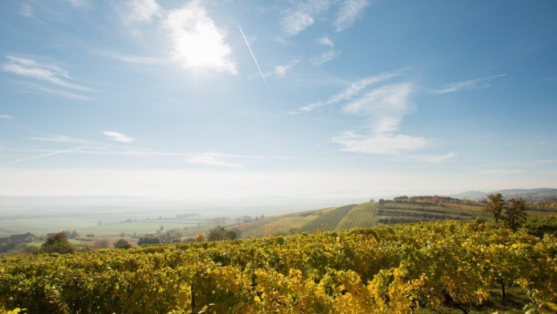 Vineyards under a blue sky with sunshine and light clouds.