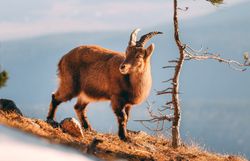 In der winterlichen Landschaft des Naturparks Hohe Wand präsentiert sich ein majestätischer Steinbock, der anmutig zwischen schneebedeckten Felsen und kahlen Bäumen umherstreift. Die klare, kalte Luft und die schneebedeckten Gipfel schaffen eine friedliche Atmosphäre, die zum Verweilen einlädt.