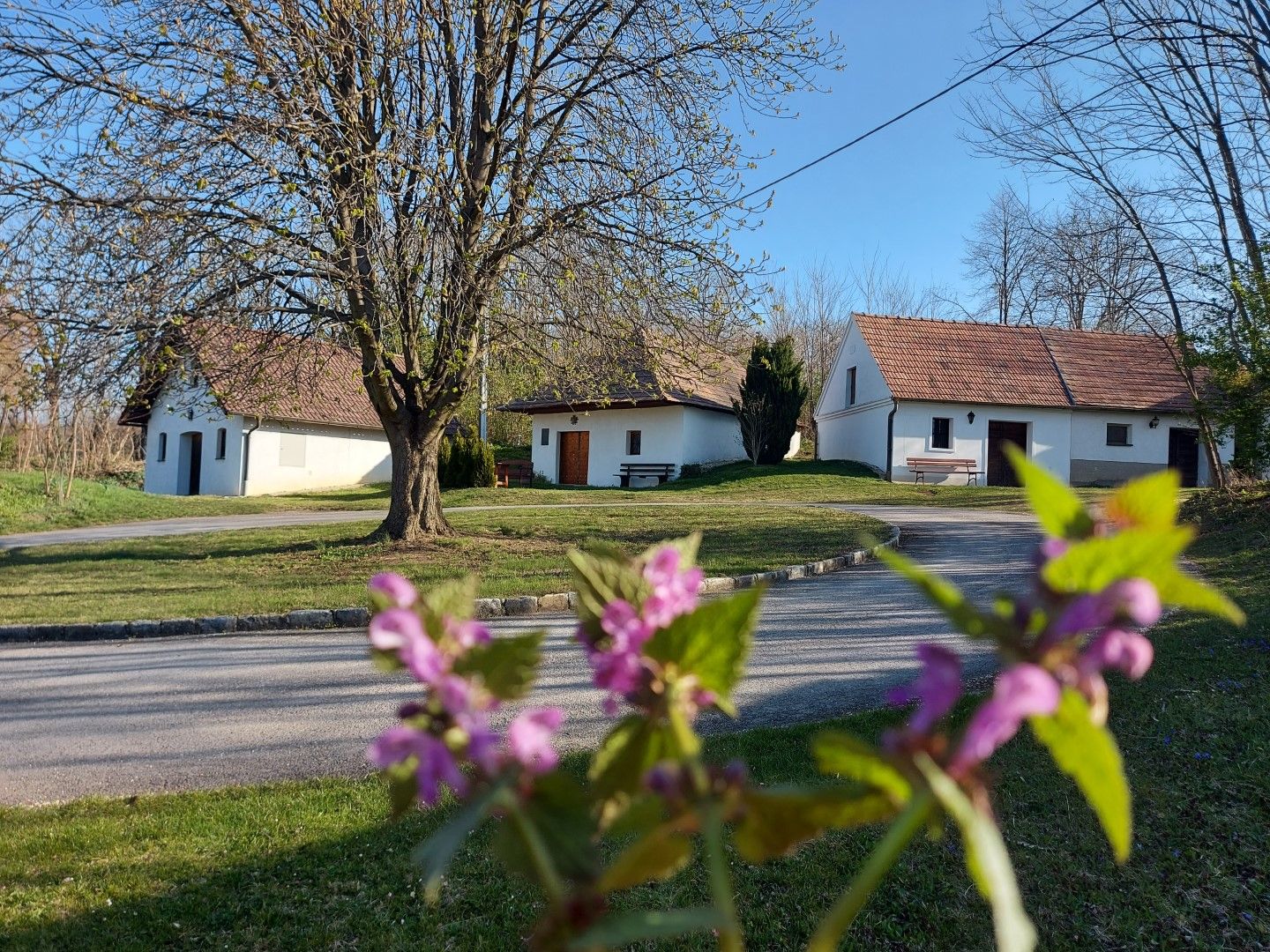 Three white buildings with red roofs in a rural setting, a flowering shrub in the foreground.