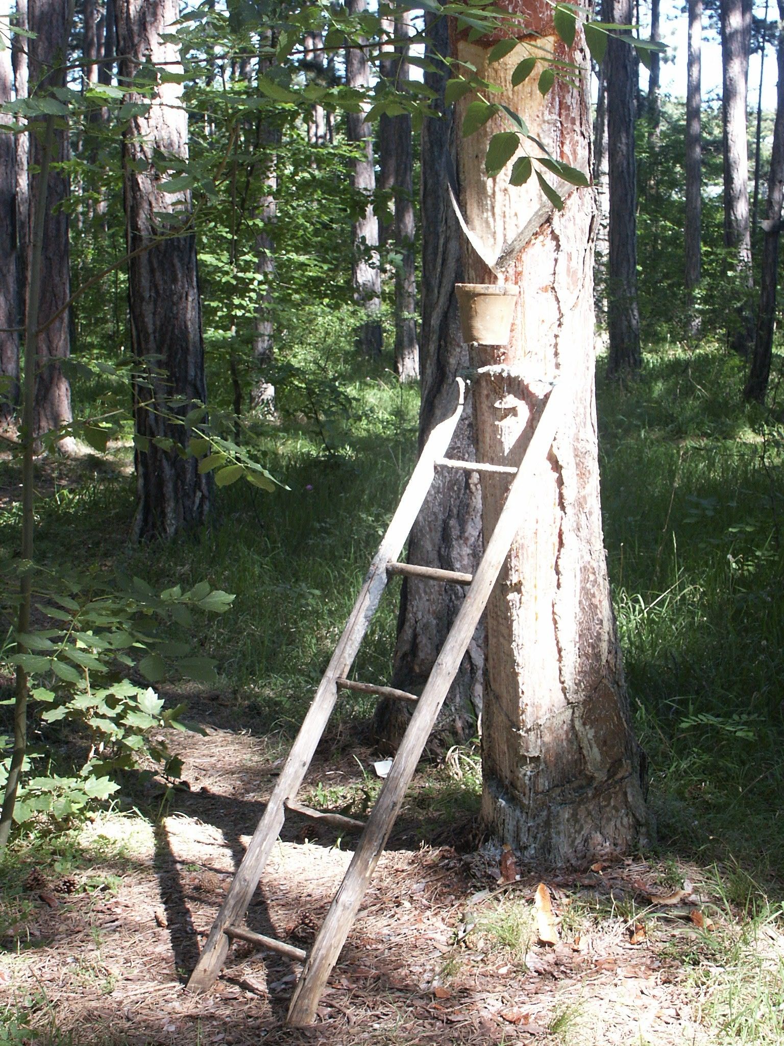Ladder on a tree in the forest with a bucket.