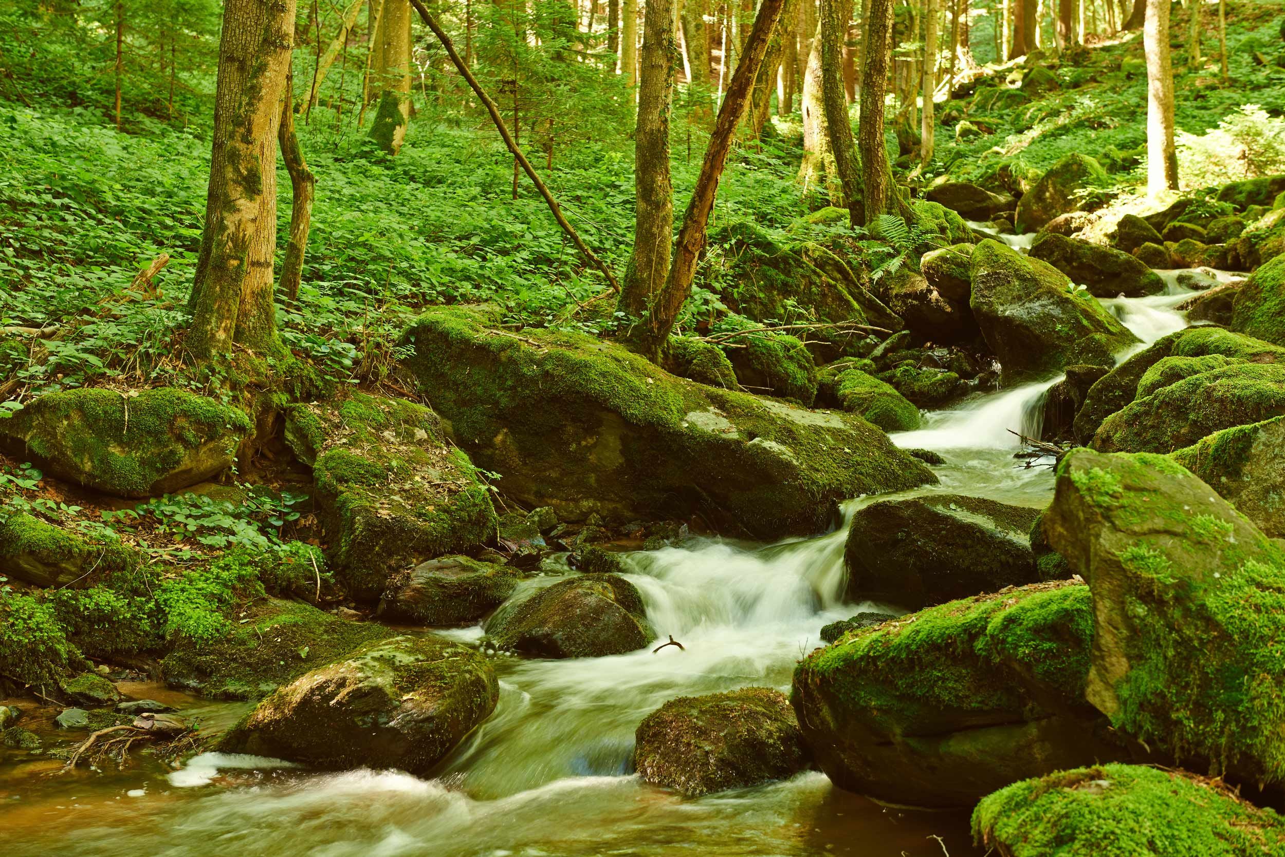 A small stream flows through a moss-covered forest with rocks and trees.