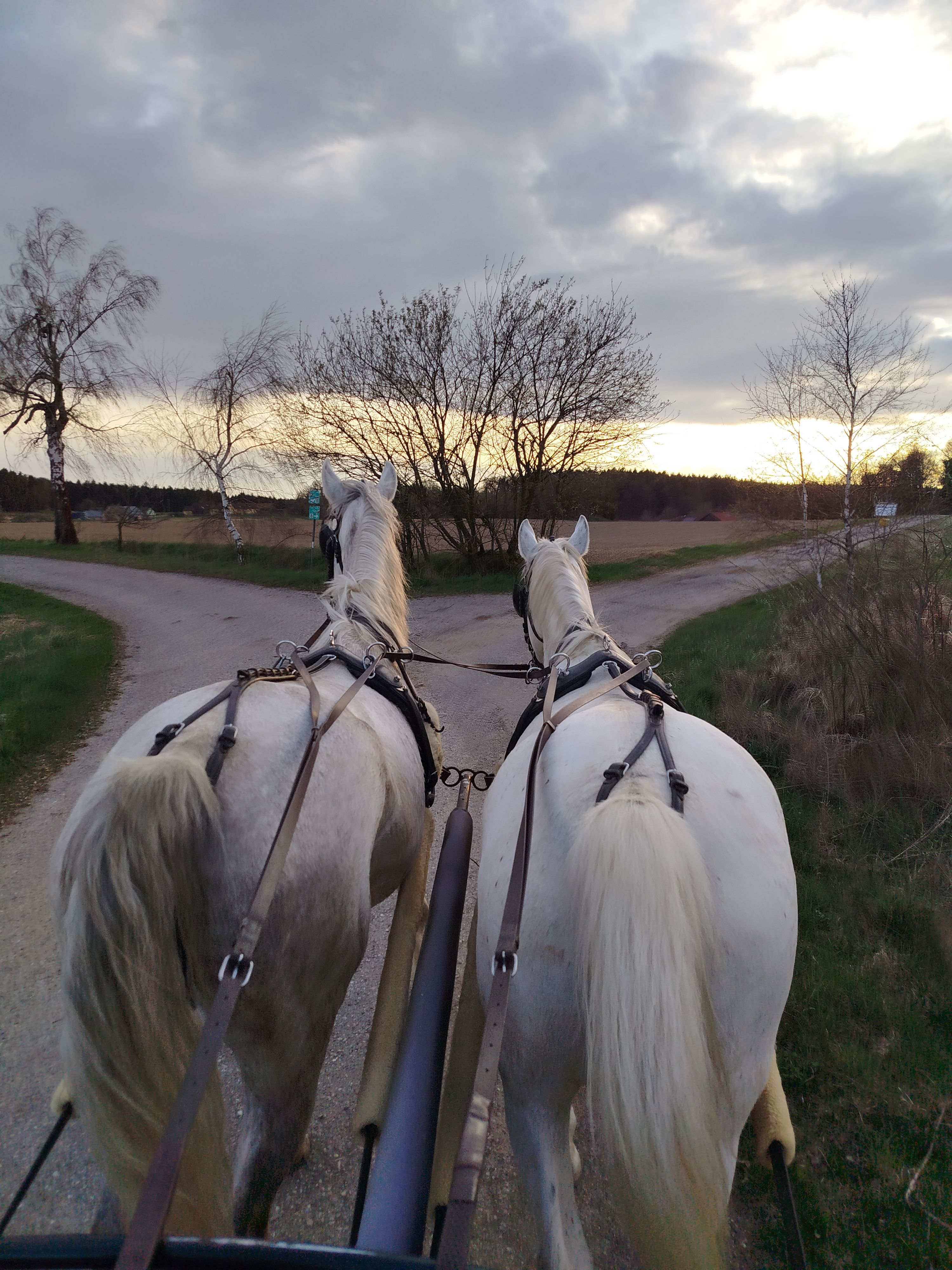 Carriage by the lime trees 