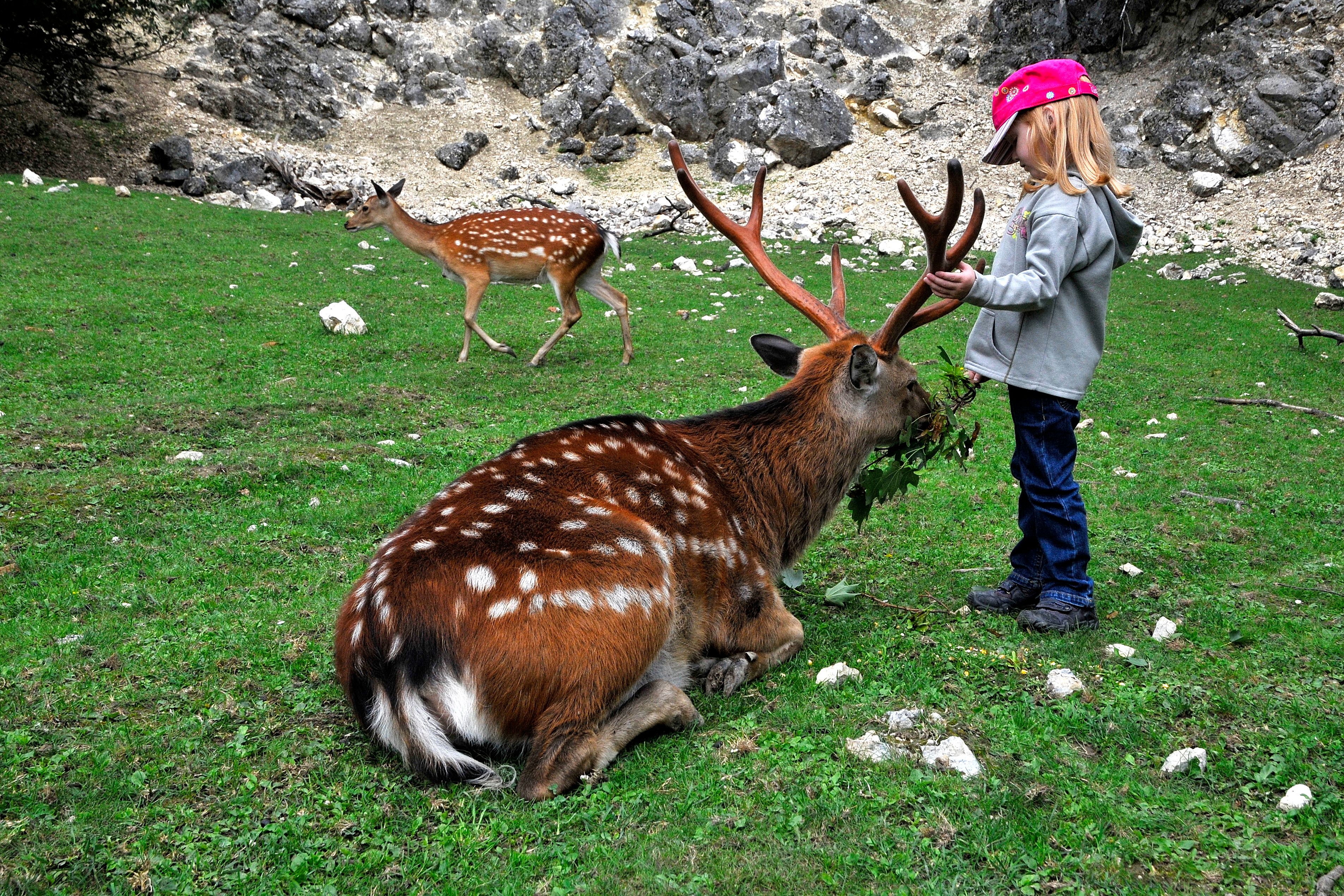 Fallow deer