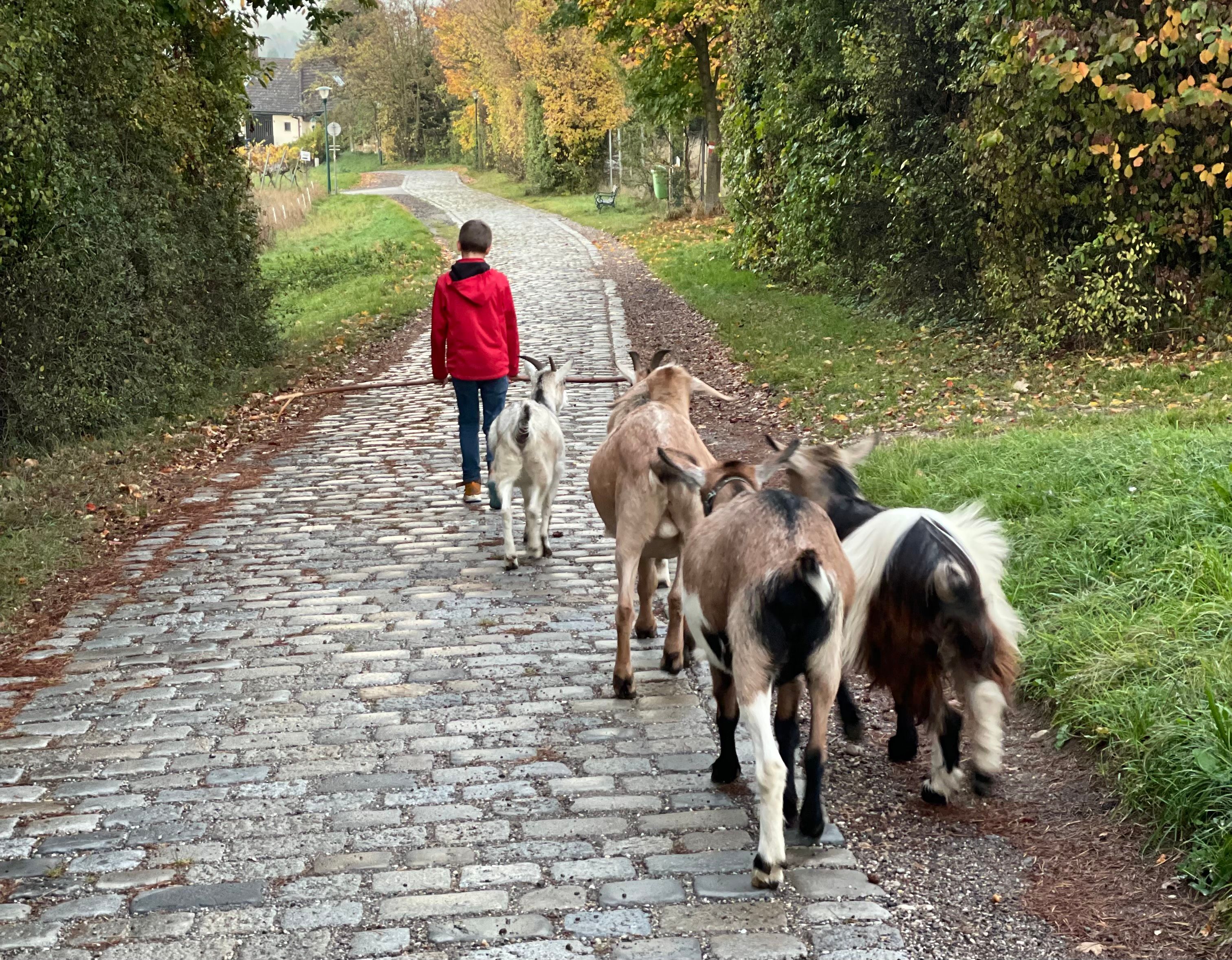 A child in a red jacket leads a group of goats on a paved path along a green hedge.