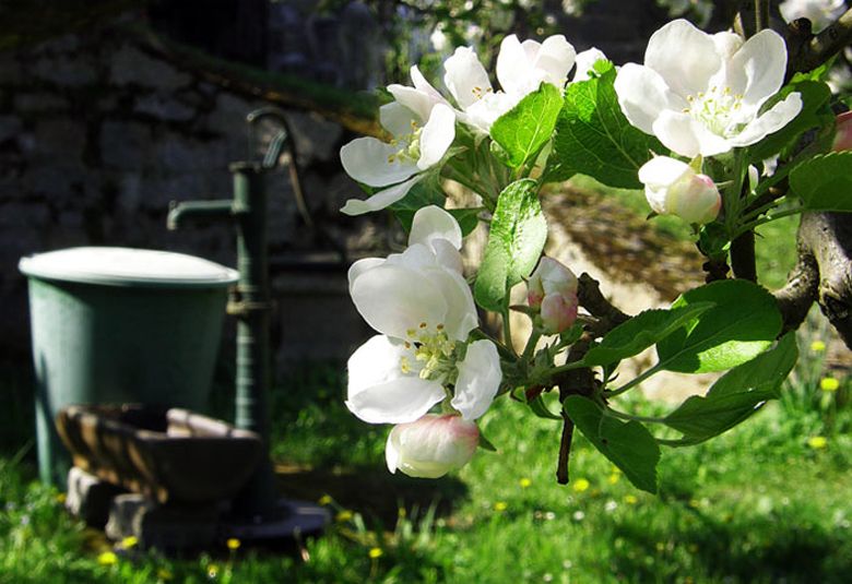 garden-2_1