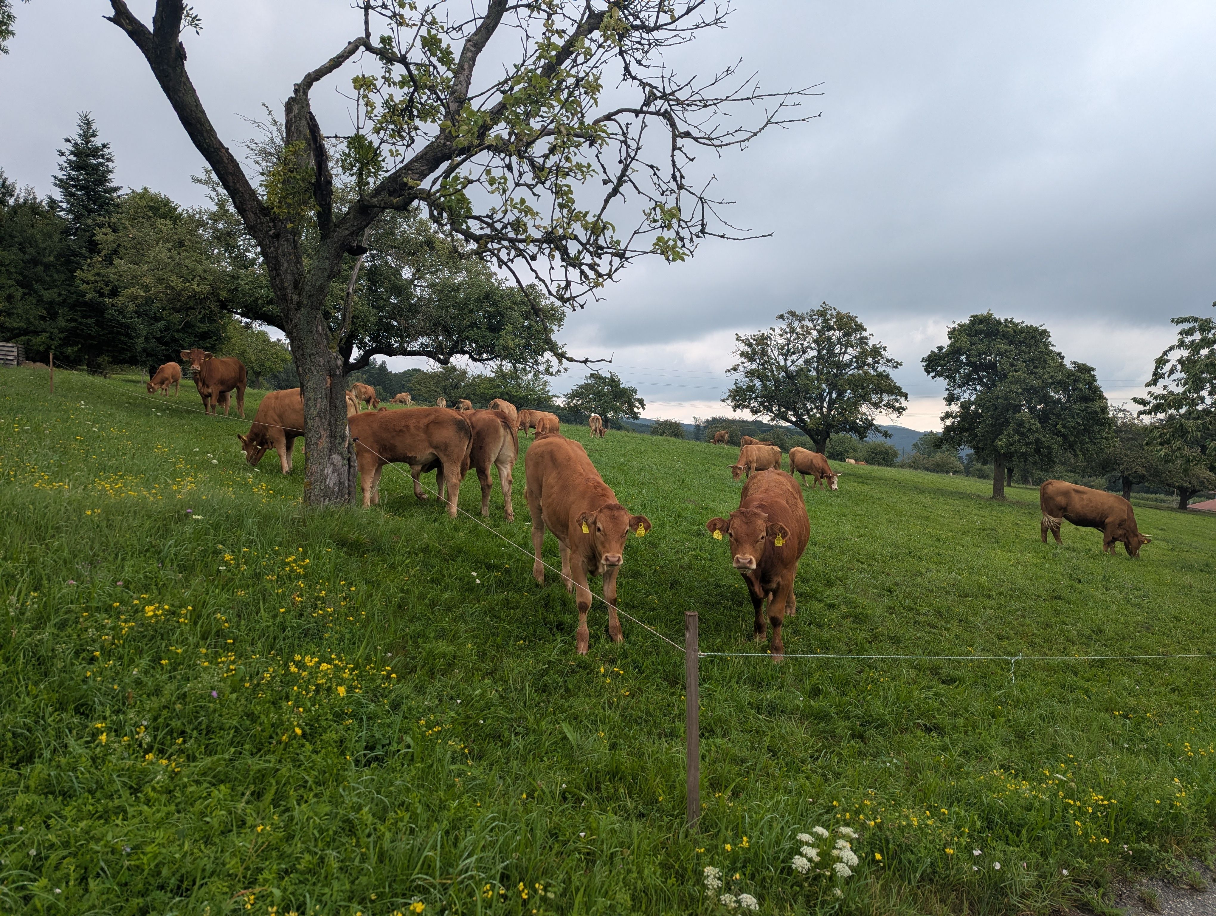 Cows in a green pasture with trees and a cloudy sky.