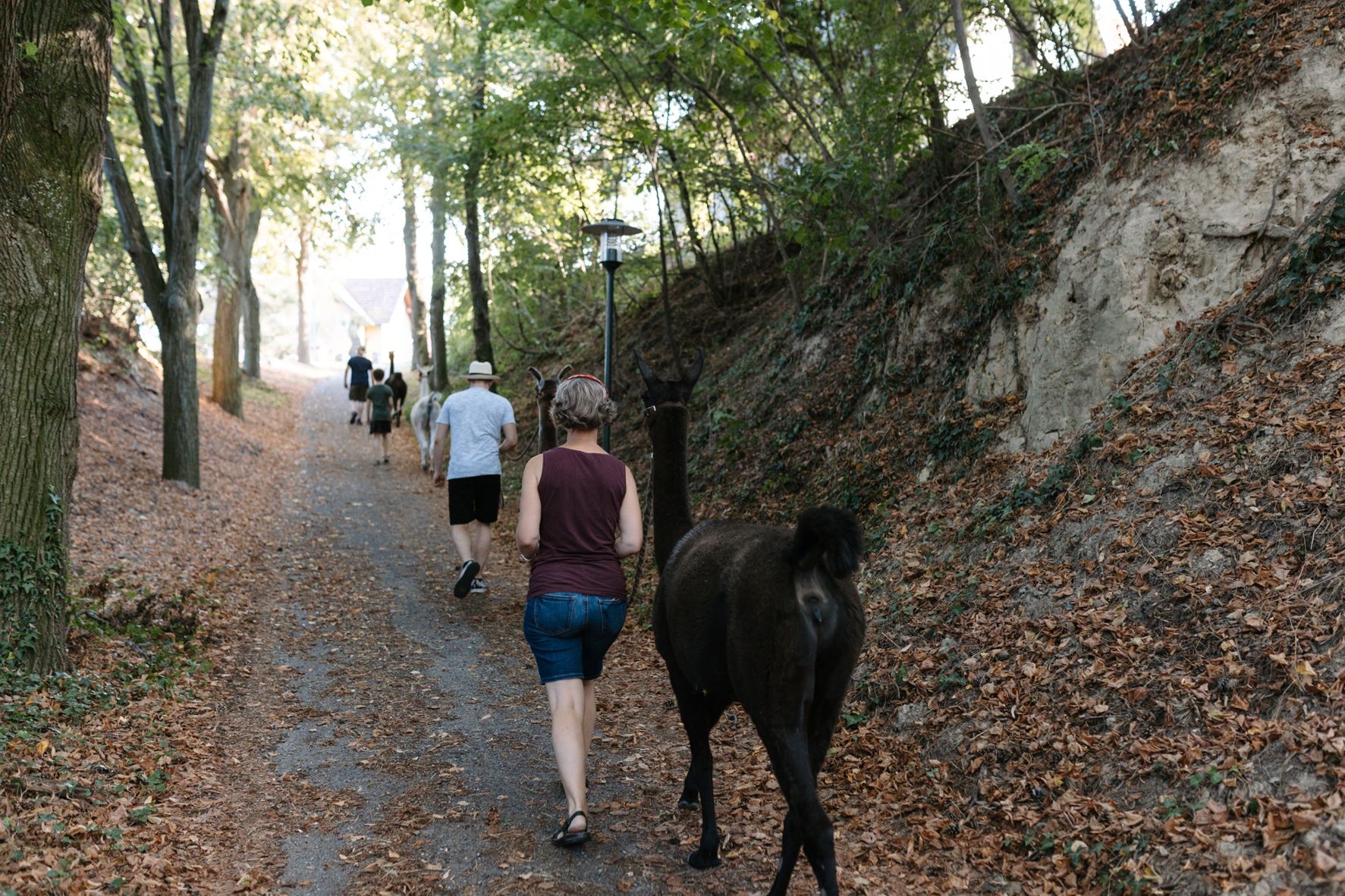 People take llamas for a walk on a forest path.