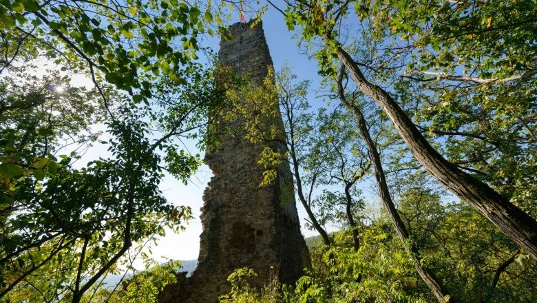 Ruins of an old tower in the forest, surrounded by trees and plants.