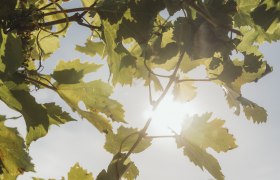 Sunlight shines through vine leaves in a vineyard.