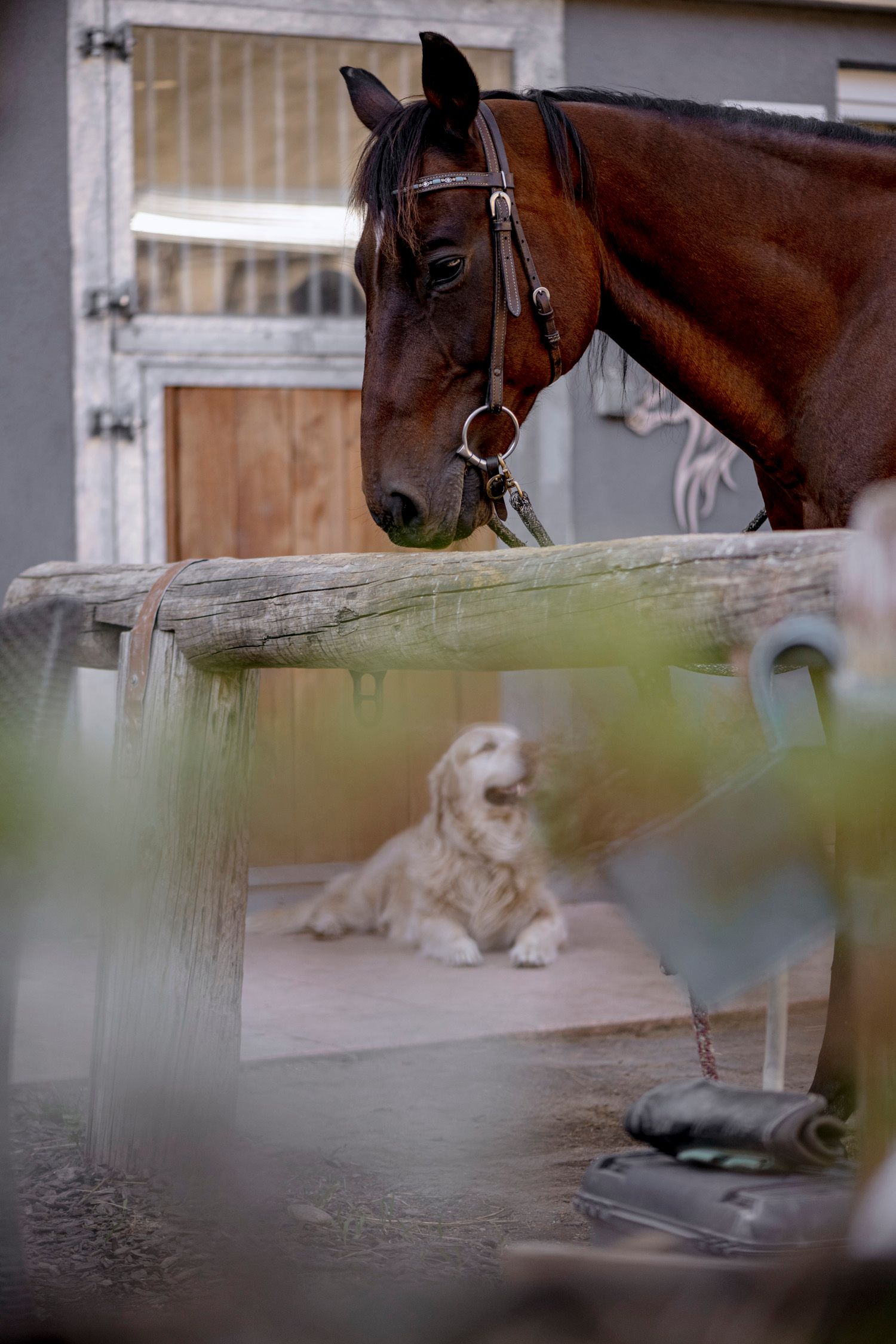 Hippo Campus, horse and dog