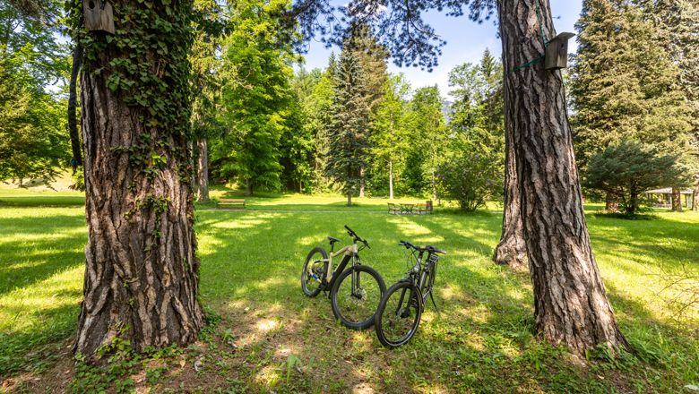 Two bicycles are parked between trees in the park.