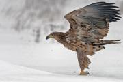 White-tailed eagles in the Danube-Auen National, © Kreinz