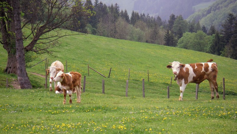 The cows graze in the meadow, © zVg. Bio-Bauernhof Höbarten