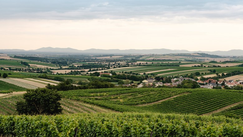 Vineyards and landscape near Herrnbaumgarten, Austria.