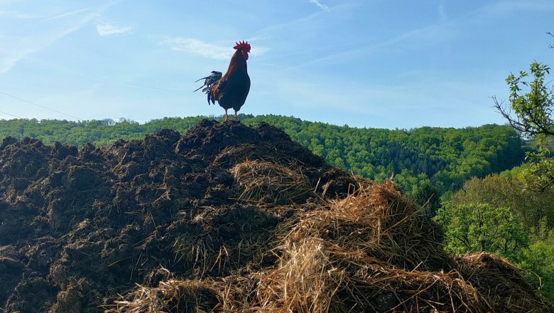 A rooster stands on a pile of dung in front of a wooded hill under a blue sky.