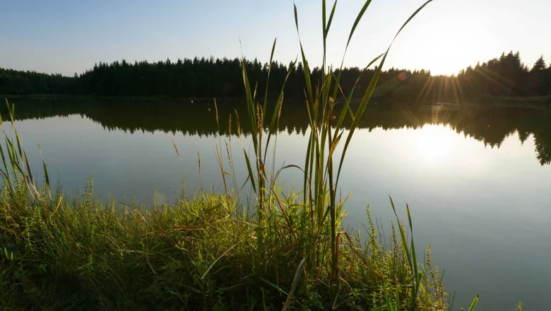 Sunset over a quiet pond with reeds in the foreground and forest in the background.