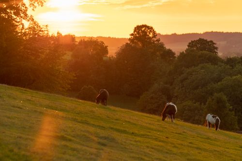 A few horses graze peacefully in a pasture in the warm light of the sunset.